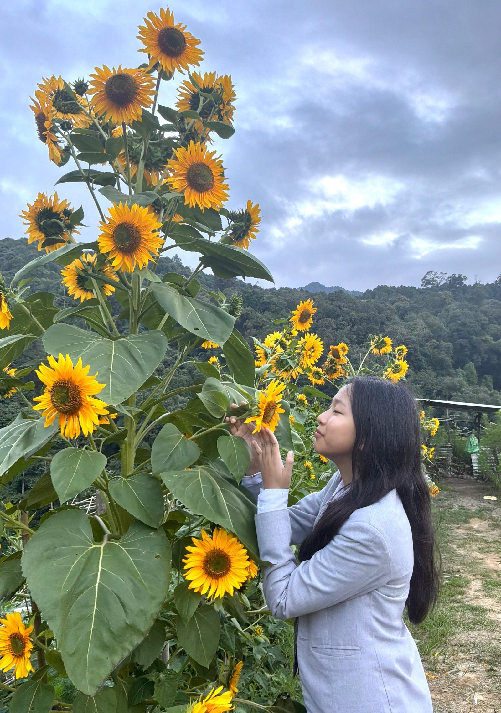 Classrooms doesn’t have always four walls- sometimes they have sunflower blooms and kiwi vines… (8)